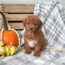 Kibbles-F1BB/Cavapoo									Puppy/Male	/August 12th, 2024,Meet your new BFF, Kibbles! This super spunky F1BB Cavapoo puppy is vet checked & up to date on shots & wormer, plus comes with a health guarantee provided by the breeder! Kibbles is socialized & currently being family raised with children! If you would like more information on this cutie, please contact The Kauffman Family today!