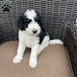 MOLLY/Bernedoodle									Puppy/Female	/6 Weeks,Molly she is beautiful and very playful puppy she is raised in home with her mother and father and very friendly with other dogs she also likes to play with kids.She is Born on 08/28/24 she is up to Date  vaccinated and Deworming and she is trained on PeePads She is F1B Bernedoodle