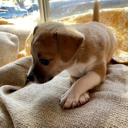 Adopt a dog:Potatoe/Toy Fox Terrier/Male/Baby,This is one of Harlo's puppies.  Potatoe is the only boy in the bunch, loves his mama and to cuddle and snuggle your neck, loves his toys and to play, seems to be vocal but not overly so, gets along with my small dog VERY well. Should definitely have company of some sort, needs attention.

Energy level: medium
They  have had their first shots and de wormed Because they are just pups, our vet recommends waiting for spay/neuter because it’s the healthier choice.  California law allows them to be adopted out before alteration if it’s under vet recommendation and a deposit that is refunded after proof of alteration is required.   The adoption fee is  $100 and the deposit is an additional $100.