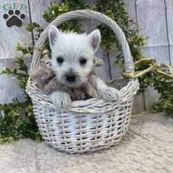 Javon/West Highland Terrier									Puppy/Male	/August 19th, 2024,Meet Javon a spunky little Westie,  He will be vet checked, shots up to date and also microchipped.  he will have his own folder with all his records,  and a quart baggy of food.  Erla Martin License # 18226