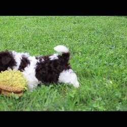 Lucky/Havanese									Puppy/Male	/9 Weeks,Lucky is an adorable AKC registered Havanese puppy with a silky, wavy coat that’s a beautiful shade of white with patches of brown, just like his mom, Debbie. He has inherited his dad, Jasper’s, petite stature, he weighs in at a dainty 10lbs. Lucky is a perfect blend of his parents, showcasing the best traits of both.