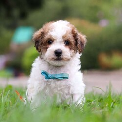 Biscuit/Maltipoo									Puppy/Male	/8 Weeks,Say hello to Biscuit, the lovable Maltipoo who’s ready to melt your heart! His mom, Macie, is an 11 lb Maltipoo with a sweet and gentle personality. She enjoys quiet moments with her family and has a nurturing side that shines through in everything she does. Dad, Danny, is a lively 19 lb Poodle who loves to play and show off his energetic, fun-loving spirit. Together, they’ve passed on the perfect mix of playfulness and affection to this little guy.