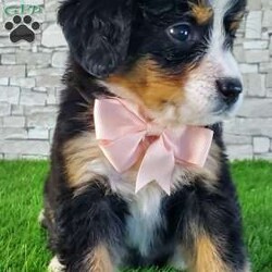 GIGI/Bernese Mountain Dog									Puppy/Female	/6 Weeks,LOOK AT ME.A happy healthy fluffy friendly playfully  little puppy. Born in the rolling hills of  holmes  country where we  play outside everyday. Come meet me or I can be transported to your front door for a small additional fee.text or call for more info. 