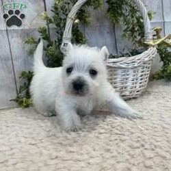 Javon/West Highland Terrier									Puppy/Male	/August 19th, 2024,Meet Javon a spunky little Westie,  He will be vet checked, shots up to date and also microchipped.  he will have his own folder with all his records,  and a quart baggy of food.  Erla Martin License # 18226