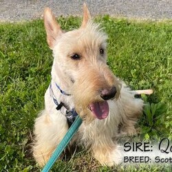 Louie/Scottish Terrier									Puppy/Male	/August 22nd, 2024,The puppies in this litter are from AKC Registered parents and can also be registered with the AKC. Registration papers will be provided when you pick up the puppy.