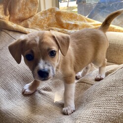 Potatoe/Toy Fox Terrier/Male/Baby