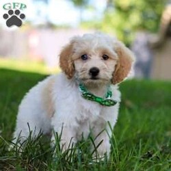 Teddy/Cockapoo									Puppy/Male	/9 Weeks,Introducing our adorable Cockapoo puppy, Teddy! This charming little boy has captured our hearts with his playful spirit and affectionate nature. His soft, beautiful coat is perfect for cuddles, and his expressive, curious eyes are filled with mischief. Whether he’s joyfully bouncing around in the backyard, playing with his favorite toys, or curling up for a nap, he is truly a ray of sunshine. He would make a wonderful addition to any loving home!