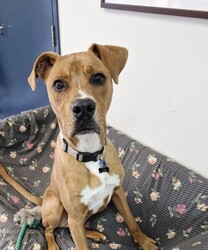 Fletch/American Staffordshire Terrier/Male/10 Months,Hey there, I'm Fletch! I'm a 10-month-old male large breed mix puppy looking for a forever home. I am a tall, leggy boy with plenty more growing to do; I am currently around 27kg. With lots and lots of energy to burn, I would suit a family who can keep up with me. I love learning about life, and I'm eager to explore new things each day. I would suit a home where I'm not left alone for extended periods as I love hanging out with my humans and doing all the fun stuff together. I do love company, but I'm also okay with some alone time if I have things to keep busy and a place to access inside your home where I can retreat to and rest. I don't mind other dogs, I love to have a rough and tumble with some doggy friends during my time at shelter and while I was in foster care. Though I'm a high-energy pup, I would prefer a quiet and calm household where I can relax after my daily playtime. I'm young and eager to learn, so I would love a family who can help me learn all about life. And remember, I'm still a puppy, so I'd be best in a home with kids 12 years or older as I may knock the little ones over – my spatial awareness needs some fine-tuning hahaha! I can't wait to meet you and start our adventures together!