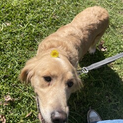 Adopt a dog:Butterscotch/Golden Retriever/Female/4 Years 4 Months,Hi, I’m Butterscotch! I’m a gentle and loving adult Golden Retriever with a golden coat that matches my warm heart. Though I’m all grown up, I’ve had minimal life experience so far, which means I’m still learning some of the basics. I’m looking for a special home where I can get the ongoing training I need to become the best companion I can be. An experienced owner who understands the nuances of dog training will really help me flourish. I thrive in a home where someone is around more often than not, as I need consistent companionship and guidance. I also enjoy having both indoor and outdoor access. I love spending time outside, but I also need a comfortable and safe indoor space where I can feel secure and relaxed. It’s important for me to be in a calm environment, so I’d do best in a home without children. I can be a bit sensitive, and a quieter setting will help me feel more at ease. In my foster home I have shown to be possessive of my food which is another reason why I would do best with an adult only household. This is important to note because although I may be able to live with another dog, we would have to be fed separately and my adopters will need to be cautious about not leaving food out that we could possibly fight over. If you think you can offer me the loving, patient, and supportive home I’m looking for, I’d love to meet you! I’m excited about finding my forever home and starting a new chapter full of love and happiness with you!  ﻿I'm currently in foster with a wonderful carer, but if you are interested in giving this loving pet a home, visit the RSPCA NSW website and complete an expression of interest form or click  Household restrictions: