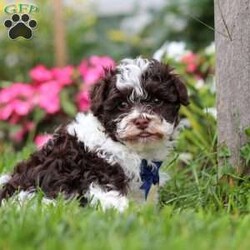 Lucky/Havanese									Puppy/Male	/7 Weeks,Lucky is an adorable AKC registered Havanese puppy with a silky, wavy coat that’s a beautiful shade of white with patches of brown, just like his mom, Debbie. He has inherited his dad, Jasper’s, petite stature, he weighs in at a dainty 10lbs. Lucky is a perfect blend of his parents, showcasing the best traits of both.