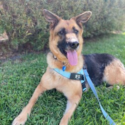 Cola/German Shepherd Dog/Female/5 Years 3 Months,Hello there! My name is Cola, I’m a 5 year old German Shepherd on the lookout for my furever home. Will it be with you? I’m a loving and gentle giant, but I can be a bit shy and sensitive. I’m looking for a special home where I can truly thrive. I’d be happiest in a household without children under 6 years old, as I need someone who understands my need for space and can approach me slowly and gently. I’m a breed that requires a lot of mental and physical stimulation, so an experienced owner who knows the ins and outs of German Shepherds is important.  I also prefer to be the only dog in the home since I can be reactive towards other dogs. Ongoing training is important for me, as I’m still building my confidence and need help managing my nervousness and touch sensitivity. A person who can offer consistent training and support will be ideal. Additionally, I do best in a home where someone is around more often than not, as I’ve shown some stress when left alone for extended periods. If you’re someone who can provide a calm and understanding environment, and you’re willing to invest in helping me become the best version of myself, I think we could be a great match. I’m excited to meet you and start our journey together! I really hope you'll be a match with me! Lots of love, Cola xx