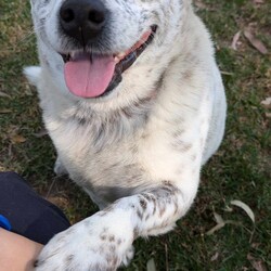 Apple/Australian Cattle Dog/Female/7 Years 7 Months,Hello there, my name's Apple, it's lovely to meet you! I'm a lovable but shy cattle dog looking for a special home where I can truly thrive. I have a gentle and reserved demeanor, I'm the type of dog who finds solace in a quiet corner and enjoys the company of a few close friends. I have shown to be social with the dog friend I came in with and show more confidence with my buddy around. I've been enjoying walks and playdates but need a calm, confident canine companion who won’t overwhelm me. If you have another dog, they should be low-key and easygoing to help me feel secure. But if you don't have a doggo at home that's okay too! I am a bit shy and tend to stay close to people I have built a bond with and trust. I'm best suited to a home with people who can respect my space. I might find the unpredictability of younger kids a bit too much. I am a sensitive soul who will benefit from a dog owner with experience in understanding canine body language. I can be quite nervous and will need someone who recognizes when I'm feeling overwhelmed and can handle me with patience and care. My initial transition to the shelter was a bit scary so we feel a busy, high-traffic home would not suit my needs. I thrive in a tranquil environment where I can feel safe and relaxed. My affectionate nature and gentle personality make me a wonderful companion for the right family. I'm looking for a relaxed setting where I can take my time adjusting and become the loving, loyal friend you’ve always wanted. My ideal home will provide me with the stability and understanding I needs to shine. So if I sound like your pawfect pup, please don't hesitate to come down to the shelter to meet me! I might just be the perfect addition to your family! Lots of love, Apple xxx 