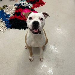 Adopt a dog:Pumba/Staffordshire Bull Terrier/Male/2 Years,Hi there! My name is Pumba, and I’m looking for a special place to call home. I’m a lovable pup with a big heart, and I’m ready to share it with someone who understands me. I’m a sweet and affectionate dog who adores cuddles and pats. When I’m with people, I’m at my happiest, and I’ll make sure you know just how much I appreciate your attention with lots of tail wags and gentle nudges. However, I have a bit of a unique personality that might not be for everyone. I need to be the only dog in my new home. I’ve found that I’m not too fond of sharing my space with other dogs, and I prefer to be the center of attention. Because of this, I’ll need an experienced owner who can recognize when I’m feeling uncomfortable and can help me navigate those feelings with care and patience. I would love to meet any children who I will be sharing my space with! I am a gentle boy who hasn't had experience around children and would like to make sure we are all comfortable with each other before I come home with you! I’m looking for someone who understands that I may need a bit of extra support to feel secure and loved. If you’re someone who can provide a calm and nurturing environment where I can be myself, then I’m sure we’ll get along great. In return, you’ll get a loyal and loving companion who is eager to be your best friend and cuddle buddy. If you think you’re the right match for me, I can’t wait to meet you and start our new adventure together! If you feel like we could be a perfect match, please come and meet me at the Sydney shelter! OR please fill out an expression of interest form  . Can't wait to meet you and find my forever home!! Lots of love, Pumba xxx