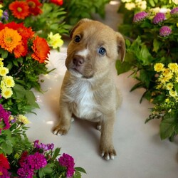 Adopt a dog:Echo/Mixed Breed/Female/Baby,THE FOLLOWING PET IS BEING FOSTERED NEAR FORT COLLINS, CO!

Meet Echo, one of the 9 sweet Platoon Litter puppies at our rescue with an inspiring story of resilience! Born on September 10th, Echo and her siblings were found in a homeless camp, being given away as tiny bottle babies. Thankfully, they made their way to us, and now Echo is thriving in her foster home in Fort Collins, CO. Despite her tough start, Echo is an affectionate and playful pup who adores attention. She’s always eager to be in the spotlight, soaking up all the love she can get!

Echo’s playful personality shines through, whether she’s chasing toys, wrestling with her siblings, or exploring new surroundings. But when the excitement settles down, she’s quick to cuddle up for some cozy snuggle time. This sweet girl is looking for a family that can provide her with plenty of love, care, and training as she grows.

If you’re looking for a loving, loyal companion who will brighten your days, Echo is ready to find her forever home. Could that be with you?

OUR DOGS ARE FOSTERED IN TEXAS OR COLORADO BUT AVAILABLE FOR ADOPTION AND TRANSPORT OUT OF STATE. Read below for more information.

All of our dogs are located in a foster home in Texas or Colorado. Our dogs are transported to a predetermined location agreed upon by the rescue. The adoption contract and fee are finalized prior to transport. As a Mutts N Such direct adoption, the adoption interview/meet and greet occurs on video call (Skype, FB Messenger call, Facetime, etc).

Our out of state adoption fee is $350 plus transport (varies by location). This fee includes all current vaccinations, deworming, a registered microchip, fecal analysis, spay/neuter for pets 6 months & older, and a heartworm test if over 6 months old. All dogs will be current on flea/heartworm prevention. A health exam will be completed and a certificate issued by a veterinarian within 10 days. If you are interested in adopting, please complete our application:

https://petstablished.com/adoption_form/57167/generic

Note: MNS reserves the right to deny any application that is deemed unsuitable for the animal. Please be aware that our animal adoptions are NOT on a first come- first serve basis. Our sole purpose is to find the best possible home for the animals that fall under our care.