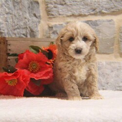 Holly/Cavapoo									Puppy/Female	/August 23rd, 2024,Hey!I’m Holly,a adorable pup who can’t wait to become a cherished member of your family. I’m vet checked and up to date on shots and dewormer ensuring you that I’m well prepared for my new home.