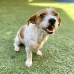 Adopt a dog:Chrissy/Jack Russell Terrier/Female/Young,Chrissy is a young female dog about a year old, with lots of love to give!  She is  gentle and loyal. Chrissy may be a bit dignified and quiet, but don't let that fool you - she has a playful side, too! She is a very well-behaved pup and she is smart, so she will likely learn your household rules in no time.  He is doesn't know how to walk on leash but is crate trained.  She would not do well in an apartment, but needs her own back yard. Chrissy does get along with other dogs and would prefer a playmate over children in the home. She will take some time to adjust to her new surroundings, but having another playful dog will help her adjust.  If you're looking for a nurturing, sweet and gentle friend, look no further than Chrissy!