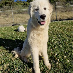 Adopt a dog:Sarah/Maremma Sheepdog/Female/9 Months,Hey there, I'm a beautiful young lady who's on the lookout for my forever family. I will need someone who is experienced with my breed or at least knows a lot about it and the common traits that I'm likely to display. Eventually I may need something of my own to guard… after all, I'm a Maremma. I will need guided support with my new person to help me learn all there is about life and encourage me to explore the world. Please provide me with a safe space in your home where I can retreat to if I'm feeling overwhelmed. Any kids need to be confident around dogs and over the age of 6 years. I would prefer a home where there's already a doggy so I can learn from them and build a bond with my person. I will need a big property or at least a secure big, back yard. I will not cope in an apartment or unit. Level 2 BRT: