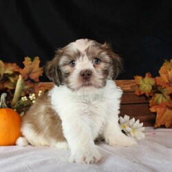 Matteo/Teddy Bear									Puppy/Male	/7 Weeks,Matteo is a people-oriented Shichon puppy who loves to play! This sweet natured little guy comes home with a 30 day health guarantee as well as an extended genetic health guarantee, both provided by the breeder. Matteo is outgoing, well socialized, and will be the best addition to his forever family! Discover more and schedule a visit when you call Countryside Puppies today!