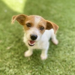 Adopt a dog:Chrissy/Jack Russell Terrier/Female/Young,Chrissy is a young female dog about a year old, with lots of love to give!  She is  gentle and loyal. Chrissy may be a bit dignified and quiet, but don't let that fool you - she has a playful side, too! She is a very well-behaved pup and she is smart, so she will likely learn your household rules in no time.  He is doesn't know how to walk on leash but is crate trained.  She would not do well in an apartment, but needs her own back yard. Chrissy does get along with other dogs and would prefer a playmate over children in the home. She will take some time to adjust to her new surroundings, but having another playful dog will help her adjust.  If you're looking for a nurturing, sweet and gentle friend, look no further than Chrissy!