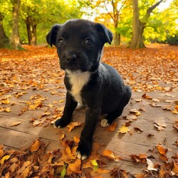 Adopt a dog:Delta/Mixed Breed/Female/Baby,THE FOLLOWING PET IS BEING FOSTERED NEAR FORT COLLINS, CO!

Meet Delta, one of the 9 precious Platoon Litter puppies at our rescue! Born on September 10th, Delta and her siblings were rescued from a homeless camp where they were being given away as tiny bottle babies. Now thriving in her foster home in Fort Collins, CO, Delta is ready to find her forever family.

Delta is the sweetest, most gentle snuggler you'll ever meet. She has a calm, loving nature and is happiest when she’s curled up in your arms, soaking in all the affection. While her siblings may be off playing, Delta is content to stay close, quietly seeking out your love and attention. Her gentle disposition makes her the perfect companion for someone looking for a cuddly, affectionate pup who will bring a sense of calm and comfort to their home.

Delta is searching for a family who will cherish her sweet nature and give her the love and care she deserves. If you're looking for a tender-hearted, snuggle-loving pup to share your life with, Delta is ready to fill your home with warmth and love. Could she be the perfect addition to your family?

OUR DOGS ARE FOSTERED IN TEXAS OR COLORADO BUT AVAILABLE FOR ADOPTION AND TRANSPORT OUT OF STATE. Read below for more information.

All of our dogs are located in a foster home in Texas or Colorado. Our dogs are transported to a predetermined location agreed upon by the rescue. The adoption contract and fee are finalized prior to transport. As a Mutts N Such direct adoption, the adoption interview/meet and greet occurs on video call (Skype, FB Messenger call, Facetime, etc).

Our out of state adoption fee is $350 plus transport (varies by location). This fee includes all current vaccinations, deworming, a registered microchip, fecal analysis, spay/neuter for pets 6 months & older, and a heartworm test if over 6 months old. All dogs will be current on flea/heartworm prevention. A health exam will be completed and a certificate issued by a veterinarian within 10 days. If you are interested in adopting, please complete our application:

https://petstablished.com/adoption_form/57167/generic

Note: MNS reserves the right to deny any application that is deemed unsuitable for the animal. Please be aware that our animal adoptions are NOT on a first come- first serve basis. Our sole purpose is to find the best possible home for the animals that fall under our care.