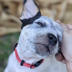 Adopt a dog:Tifa/Australian Cattle Dog / Blue Heeler/Female/Baby,The Sweetheart Heeler Who's a Cuddle Pro

Introducing Tifa, a mini heeler mix with a heart as big as her smile. Born on August 18, this little lady may start off shy, but she quickly blossoms into the sweetest companion you could wish for. Once she warms up, her affectionate nature comes shining through, ready to shower you with love and snuggles.

Unlike the typical high-spirited heeler, Tifa sports a more relaxed vibe, preferring cozy moments on the couch to rowdy romps. However, she still enjoys a playful tumble with her toys, just in her own gentle way.

Her mom, Honey, a delightful mini heeler, has gifted Tifa with her loving and sociable traits. This makes Tifa not just adorable but also a joy to be around. Despite her initial reserve, Tifa’s personality unfolds beautifully in a nurturing environment, revealing a pup who’s eager to please and easy to adore.

As we prepare for Tifa to find her forever home, we imagine her thriving in a setting that mirrors her tender spirit. We particularly love to see our puppies go to homes with another dog who can mentor them and boost their confidence. Tifa would fit perfectly into any family, especially one that can provide a canine sibling to guide her.

If you’re looking for a dog who combines the sweetness of a loyal friend with the warmth of a cuddly companion, Tifa is ready to fill that role beautifully. Embrace this little sweetheart, and let her show you the endless joy a gentle pup can bring into your life.

+++++++

ADOPTION APPLICATION: 
https://form.jotform.com/210515484620146

+++++++

Tifa is currently being fostered in Texas and will be transported to her forever home by our rescue! We have transports departing each week!

+++++++

Once we have received your application, we will review and reach out to set-up an interview with one of our volunteers! If you have additional questions, please email us at SaintMuttsRescue@gmail.com.

Note: As with all of our rescues, we recommend homes with children 10 years and over to ensure the best fit for both the pets and families involved.

Check out all of Tifa's siblings and learn more about our rescue on our website: www.stmuttsrescue.com