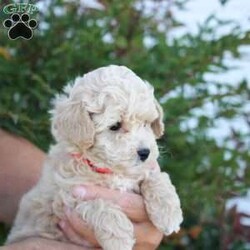 Tulip/Bich-Poo									Puppy/Female	/6 Weeks,Tulip is sweet cute and cuddly raised with lots of TLC and very well socialized.She would make outstanding family pet and loveable little companion.She will go home with a bag of food and a toy! We also do shipping