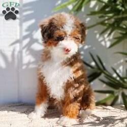 Rigatoni- micro/Mini Bernedoodle									Puppy/Female	/10 Weeks,Rigatoni is a Chocolate Tri Merle Micro Bernedoodle with 1 green and 1 blue eye! She is expected to weigh around 15-25lbs full grown!