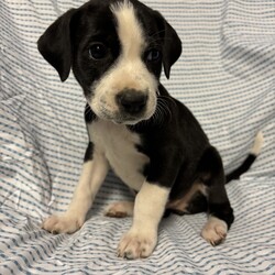 Adopt a dog:Poplar/Labrador Retriever/Female/Baby,This sweet little lady is Poplar! Poplar came to us with 7 of her siblings after her and his mom were found as a stray. These babies are now ready for their forever homes! Poplar was born approximately on 9/1/2024! These pups love toys, treats, and all food! They love to play with each other, but they also LOVE to snuggle with people after lots of playtime. These pups will need some training, as most puppies this age do, but they will repay you for your efforts with a lifetime of love!!

We promised Poplar that the rest of her life, would be the best of her life. Could that be with you?

APPLY TO ADOPT: finalvictoryrescue.com *We are located in South Carolina and transport to the northeast weekly. We provide local or virtual meet-and-greets with an application on file.