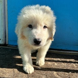 Adopt a dog:Ken/Great Pyrenees/Male/Baby,This beautiful baby is Ken, an 8 week old great pyrenees puppy who came to us with his sister, Barbie! These babies are incredibly cute, sweet, playful, and just fun puppies! They are the perfect age to begin life with a forever family, training and mastering household manners and soaking up all the love they can. Barbie and Ken are deserving of their very own dream house!

We promised Ken that the rest of his life, would be the best of his life. Could that be with you?

APPLY TO ADOPT: finalvictoryrescue.com *We are located in South Carolina and transport to the northeast weekly. We provide local or virtual meet-and-greets with an application on file.