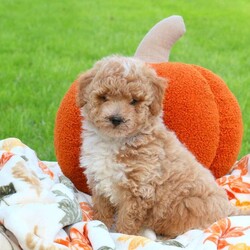 Apples/Miniature Poodle									Puppy/Male	/August 18th, 2024