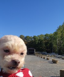 Adopt a dog:Angel/Miniature Poodle/Female/Adult,10/14/24:
Foster to adopt home needed! 

Everyone meet Angel! She is a Mini Poodle/Maltese mix about 4 years old and 9#.  She came to us just a few days ago from a hoarding case in Oswego County. A friend has been getting dogs out of the home a few at a time over the past several months and recently reached out for help. We have been able to get 6 out so far and will help to save more as they become available.  Several of the dogs were severely matted and had feces, urine and fleas tangled in their fur. All were covered in hundreds of fleas and packed in flea dirt. Through it all, they are very sweet and gentle souls who just want to be be loved. 

Due to their circumstance, all will need work on training and housebreaking as well as confidence building. They will need patience and love. We have been able to get all groomed with the the help of local groomers volunteering their skills and have got their veterinary exams,  vaccines, flea treatment, dewormimg and labwork done at our veterinarian. They will all be soayed/neutered prior to adoption.

Due to their size and acivity level, foster to adopt requirements are:

•Living within 80 miles of Adams, NY to continue their vetting as needed in the upcoming weeks.
•Having previous/current pets in annually at a local veterinary office and up to date on vaccines as well as spay/neutered. 
•They should do fine with dogs and cats in the home 
•Homes with small dog savy children over 10 years old should be ok since they are nervous around gast movement and loud noises at this time.
•Willing to have current dogs/family members come to a meet and greet to meet the pet and be sure they are an acceptable match.
•Having time available to care for, socialize and start training of a new pet.

An adoption donation of  $400 is being asked, if you decide to adopt, but fostering is free!! They had their vet check, are current on vaccines, intestinal, heartworm and external parasite treatment. All will be spay/neutered prior to adoption.

Apply to adopt today! https://form.jotform.com/Meowchatz/pet-adoption-application-form