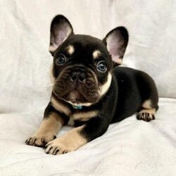 DON FRENCHIE MEETS CHECKMATE FRENCHIE PUPS/French bulldogs/Mixed Litter/5 weeks,This advert is for 7 beautiful, well structured L4 French bulldogs. Genetically health cleared, with an amazing pedigree including 

DON FRENCHIE, 4X CHECKMATE, 2 X APPOLO

Breeding was done to better the breed, enhancing structure
wide nostrils with flat face.

Mum is Black and Tan, and self-whelped with no issues mum is healthy and fit true to type French bulldog never had a vets bill.

Mum and pups are brought up in loving home around children and are well socialised. Puppies are up to date with worming treatment 2 weeks - 4 weeks - 6 weeks - 8 weeks

Viewing are welcome from 4 weeks old, all puppies come with;

* First vaccination 
* Kc registration 
* Microchip 
* Flea&worming treatment
* Health checked by vet 
* Nails clipped 
* Puppy food

Lilac tan female - SOLD
Blue tan female - £1400
Black tan female - £1400
Black tan female - £1400

Black tan male - £1200
Black tan male - £1200
Black tan male - £1200