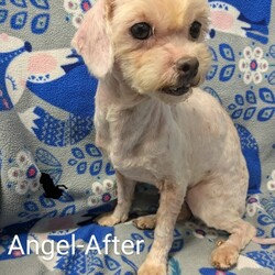 Adopt a dog:Angel/Miniature Poodle/Female/Adult,10/14/24:
Foster to adopt home needed! 

Everyone meet Angel! She is a Mini Poodle/Maltese mix about 4 years old and 9#.  She came to us just a few days ago from a hoarding case in Oswego County. A friend has been getting dogs out of the home a few at a time over the past several months and recently reached out for help. We have been able to get 6 out so far and will help to save more as they become available.  Several of the dogs were severely matted and had feces, urine and fleas tangled in their fur. All were covered in hundreds of fleas and packed in flea dirt. Through it all, they are very sweet and gentle souls who just want to be be loved. 

Due to their circumstance, all will need work on training and housebreaking as well as confidence building. They will need patience and love. We have been able to get all groomed with the the help of local groomers volunteering their skills and have got their veterinary exams,  vaccines, flea treatment, dewormimg and labwork done at our veterinarian. They will all be soayed/neutered prior to adoption.

Due to their size and acivity level, foster to adopt requirements are:

•Living within 80 miles of Adams, NY to continue their vetting as needed in the upcoming weeks.
•Having previous/current pets in annually at a local veterinary office and up to date on vaccines as well as spay/neutered. 
•They should do fine with dogs and cats in the home 
•Homes with small dog savy children over 10 years old should be ok since they are nervous around gast movement and loud noises at this time.
•Willing to have current dogs/family members come to a meet and greet to meet the pet and be sure they are an acceptable match.
•Having time available to care for, socialize and start training of a new pet.

An adoption donation of  $400 is being asked, if you decide to adopt, but fostering is free!! They had their vet check, are current on vaccines, intestinal, heartworm and external parasite treatment. All will be spay/neutered prior to adoption.

Apply to adopt today! https://form.jotform.com/Meowchatz/pet-adoption-application-form