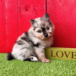 Flash/Pomeranian									Puppy/Male	/8 Weeks