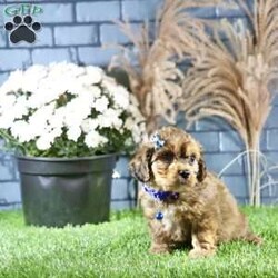 Rhett/Cavachon									Puppy/Male	/9 Weeks,Meet Rhett, a gorgeous fluffy Cavachon male puppy. This endearing bundle of joy boasts a charming personality that perfectly complements his stunning appearance. With soft, luxurious fur and a playful demeanor, Rhett is the ideal companion for families and individuals alike.