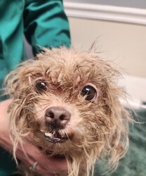 Adopt a dog:Angel/Miniature Poodle/Female/Adult,10/14/24:
Foster to adopt home needed! 

Everyone meet Angel! She is a Mini Poodle/Maltese mix about 4 years old and 9#.  She came to us just a few days ago from a hoarding case in Oswego County. A friend has been getting dogs out of the home a few at a time over the past several months and recently reached out for help. We have been able to get 6 out so far and will help to save more as they become available.  Several of the dogs were severely matted and had feces, urine and fleas tangled in their fur. All were covered in hundreds of fleas and packed in flea dirt. Through it all, they are very sweet and gentle souls who just want to be be loved. 

Due to their circumstance, all will need work on training and housebreaking as well as confidence building. They will need patience and love. We have been able to get all groomed with the the help of local groomers volunteering their skills and have got their veterinary exams,  vaccines, flea treatment, dewormimg and labwork done at our veterinarian. They will all be soayed/neutered prior to adoption.

Due to their size and acivity level, foster to adopt requirements are:

•Living within 80 miles of Adams, NY to continue their vetting as needed in the upcoming weeks.
•Having previous/current pets in annually at a local veterinary office and up to date on vaccines as well as spay/neutered. 
•They should do fine with dogs and cats in the home 
•Homes with small dog savy children over 10 years old should be ok since they are nervous around gast movement and loud noises at this time.
•Willing to have current dogs/family members come to a meet and greet to meet the pet and be sure they are an acceptable match.
•Having time available to care for, socialize and start training of a new pet.

An adoption donation of  $400 is being asked, if you decide to adopt, but fostering is free!! They had their vet check, are current on vaccines, intestinal, heartworm and external parasite treatment. All will be spay/neutered prior to adoption.

Apply to adopt today! https://form.jotform.com/Meowchatz/pet-adoption-application-form