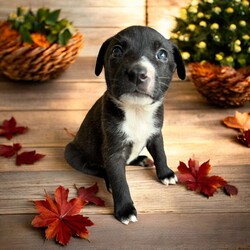 Adopt a dog:Alpha/Mixed Breed/Male/Baby,THE FOLLOWING PET IS BEING FOSTERED NEAR FORT COLLINS, CO!

Meet Alpha, one of the 9 playful Platoon Litter puppies at our rescue! Born on September 10th, Alpha, along with his siblings, came to us from a homeless camp where they were being given away as tiny bottle babies. Despite his rough start, Alpha is thriving in his foster home in Fort Collins, CO, and is ready to find his forever family.

True to his name, Alpha is full of energy and always the first to dive into playtime! Whether he’s chasing after toys, wrestling with his littermates, or exploring new adventures, Alpha’s playful and energetic personality never slows down. He loves to have fun and is always up for an exciting game, making him the perfect companion for an active family.

Alpha will need a home that can match his playful spirit, give him plenty of love, and provide the training he needs to grow into the best dog he can be. If you’re looking for a joyful, fun-loving pup to brighten your days, Alpha is ready to bring endless joy to your home! Could he be your next adventure buddy?

OUR DOGS ARE FOSTERED IN TEXAS OR COLORADO BUT AVAILABLE FOR ADOPTION AND TRANSPORT OUT OF STATE. Read below for more information.

All of our dogs are located in a foster home in Texas or Colorado. Our dogs are transported to a predetermined location agreed upon by the rescue. The adoption contract and fee are finalized prior to transport. As a Mutts N Such direct adoption, the adoption interview/meet and greet occurs on video call (Skype, FB Messenger call, Facetime, etc).

Our out of state adoption fee is $350 plus transport (varies by location). This fee includes all current vaccinations, deworming, a registered microchip, fecal analysis, spay/neuter for pets 6 months & older, and a heartworm test if over 6 months old. All dogs will be current on flea/heartworm prevention. A health exam will be completed and a certificate issued by a veterinarian within 10 days. If you are interested in adopting, please complete our application:

https://petstablished.com/adoption_form/57167/generic

Note: MNS reserves the right to deny any application that is deemed unsuitable for the animal. Please be aware that our animal adoptions are NOT on a first come- first serve basis. Our sole purpose is to find the best possible home for the animals that fall under our care.