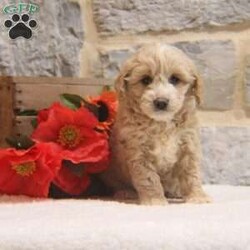 Holly/Cavapoo									Puppy/Female	/August 23rd, 2024,Hey!I’m Holly,a adorable pup who can’t wait to become a cherished member of your family. I’m vet checked and up to date on shots and dewormer ensuring you that I’m well prepared for my new home.