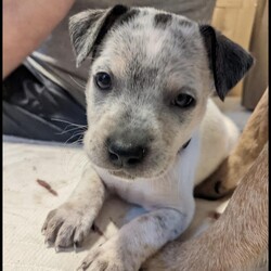 Adopt a dog:Tifa/Australian Cattle Dog / Blue Heeler/Female/Baby,The Sweetheart Heeler Who's a Cuddle Pro

Introducing Tifa, a mini heeler mix with a heart as big as her smile. Born on August 18, this little lady may start off shy, but she quickly blossoms into the sweetest companion you could wish for. Once she warms up, her affectionate nature comes shining through, ready to shower you with love and snuggles.

Unlike the typical high-spirited heeler, Tifa sports a more relaxed vibe, preferring cozy moments on the couch to rowdy romps. However, she still enjoys a playful tumble with her toys, just in her own gentle way.

Her mom, Honey, a delightful mini heeler, has gifted Tifa with her loving and sociable traits. This makes Tifa not just adorable but also a joy to be around. Despite her initial reserve, Tifa’s personality unfolds beautifully in a nurturing environment, revealing a pup who’s eager to please and easy to adore.

As we prepare for Tifa to find her forever home, we imagine her thriving in a setting that mirrors her tender spirit. We particularly love to see our puppies go to homes with another dog who can mentor them and boost their confidence. Tifa would fit perfectly into any family, especially one that can provide a canine sibling to guide her.

If you’re looking for a dog who combines the sweetness of a loyal friend with the warmth of a cuddly companion, Tifa is ready to fill that role beautifully. Embrace this little sweetheart, and let her show you the endless joy a gentle pup can bring into your life.

+++++++

ADOPTION APPLICATION: 
https://form.jotform.com/210515484620146

+++++++

Tifa is currently being fostered in Texas and will be transported to her forever home by our rescue! We have transports departing each week!

+++++++

Once we have received your application, we will review and reach out to set-up an interview with one of our volunteers! If you have additional questions, please email us at SaintMuttsRescue@gmail.com.

Note: As with all of our rescues, we recommend homes with children 10 years and over to ensure the best fit for both the pets and families involved.

Check out all of Tifa's siblings and learn more about our rescue on our website: www.stmuttsrescue.com