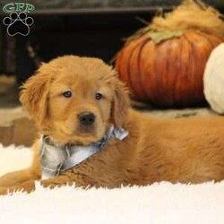 Jimbo/Golden Retriever									Puppy/Male	/10 Weeks,Jimbo will be the perfect addition to your family. She will be the life of the party. She will be a beaut and perfect to show off to your friends! She is wiggly and soft and so ready to become a part of your family… call us for more details.