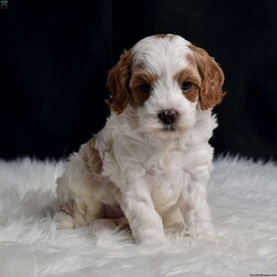 Kyle/Cavapoo									Puppy/Male	/6 Weeks,Crunchy leaves, crisp air, and a energizing autumn morning walk with a puppy by your side. Don’t have a puppy? Then look no further because this little boy is waiting for you! He is socialized with children and raised in a loving family. He is microchipped, up to date on vaccinations, vet checked, comes with a 30 day health guarantee and a 2 year health guarantee. No need to buy accessories because he also comes with a small bag of dog food, collar, leash, toy, and scent towel! Any questions? Feel free to call or email today! Puppies can be held with a down payment. 