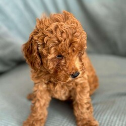 Maxwell/Toy Poodle									Puppy/Male	/August 26th, 2024,Maxwell is full of energy and calm when snuggled. He is well loved by my 5 kids. He is expected to be 7-8lbs full grown. We are working at paper training him. All our pups are raised in our family room with lots of interaction from day one!! 