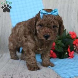 Braden/Mini Goldendoodle									Puppy/Male	/6 Weeks,Looking for a lovable Mini Goldendoodle baby with a gentle heart and playful spirit? You need to meed Braden! This little cutie is up to date on shorts and dewormer and vet checked! The mother Betty is a Mini Goldendoodle and the father Reno is a Mini Poodle. If you are searching for a well socialized puppy to snuggle and love contact us today!