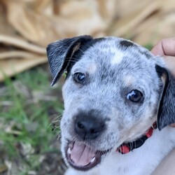 Adopt a dog:Tifa/Australian Cattle Dog / Blue Heeler/Female/Baby,The Sweetheart Heeler Who's a Cuddle Pro

Introducing Tifa, a mini heeler mix with a heart as big as her smile. Born on August 18, this little lady may start off shy, but she quickly blossoms into the sweetest companion you could wish for. Once she warms up, her affectionate nature comes shining through, ready to shower you with love and snuggles.

Unlike the typical high-spirited heeler, Tifa sports a more relaxed vibe, preferring cozy moments on the couch to rowdy romps. However, she still enjoys a playful tumble with her toys, just in her own gentle way.

Her mom, Honey, a delightful mini heeler, has gifted Tifa with her loving and sociable traits. This makes Tifa not just adorable but also a joy to be around. Despite her initial reserve, Tifa’s personality unfolds beautifully in a nurturing environment, revealing a pup who’s eager to please and easy to adore.

As we prepare for Tifa to find her forever home, we imagine her thriving in a setting that mirrors her tender spirit. We particularly love to see our puppies go to homes with another dog who can mentor them and boost their confidence. Tifa would fit perfectly into any family, especially one that can provide a canine sibling to guide her.

If you’re looking for a dog who combines the sweetness of a loyal friend with the warmth of a cuddly companion, Tifa is ready to fill that role beautifully. Embrace this little sweetheart, and let her show you the endless joy a gentle pup can bring into your life.

+++++++

ADOPTION APPLICATION: 
https://form.jotform.com/210515484620146

+++++++

Tifa is currently being fostered in Texas and will be transported to her forever home by our rescue! We have transports departing each week!

+++++++

Once we have received your application, we will review and reach out to set-up an interview with one of our volunteers! If you have additional questions, please email us at SaintMuttsRescue@gmail.com.

Note: As with all of our rescues, we recommend homes with children 10 years and over to ensure the best fit for both the pets and families involved.

Check out all of Tifa's siblings and learn more about our rescue on our website: www.stmuttsrescue.com