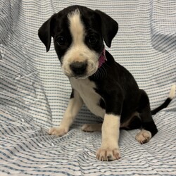 Adopt a dog:Poplar/Labrador Retriever/Female/Baby,This sweet little lady is Poplar! Poplar came to us with 7 of her siblings after her and his mom were found as a stray. These babies are now ready for their forever homes! Poplar was born approximately on 9/1/2024! These pups love toys, treats, and all food! They love to play with each other, but they also LOVE to snuggle with people after lots of playtime. These pups will need some training, as most puppies this age do, but they will repay you for your efforts with a lifetime of love!!

We promised Poplar that the rest of her life, would be the best of her life. Could that be with you?

APPLY TO ADOPT: finalvictoryrescue.com *We are located in South Carolina and transport to the northeast weekly. We provide local or virtual meet-and-greets with an application on file.