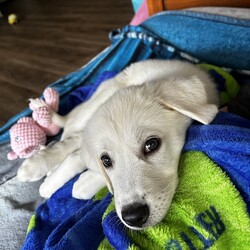 Adopt a dog:Sugar/Anatolian Shepherd/Female/Baby,Sugar is one of six siblings we brought in as an owner surrender. She is the last of the six siblings looking for her forever home. She is a sweet soul. Why she is still available is a surprise to us. She is 3/4 Anatolian Shepherd and 1/4 Great Pyrenees. She will be a large girl and have Livestock Guardian dog in their DNA. 

The adoption fee for this pet covers the cost of care and training which may have been for several weeks or several months depending on the health and training needs. The fee also covers all vet bills during this time to ensure his/her health is improved or maintained and provides you with assurance that this dog has been well cared for while in our possession and evaluated to meet your home's needs. Included in this fee is also life- long training support provided by PLAY! K9 Academy located in Bradenton, FL as well as Life time microchip registration. 

When you adopt from a local shelter, you may not receive any medical history for this dog nor will you receive any behavioral history. We hope you understand that the minimal adoption fee we are asking is to continue our mission to rescue unwanted herding and working breeds from shelters/owners and get them adopted to their forever home. 

PLAY! K9 Rescue will pay for the spay/neuter of this adopted dog. The spay/neuter must be done at a clinic or veterinarian's office approved by PLAY! K9 Rescue. If the adopter chooses to take the pet to their own veterinarian for the spay/neuter procedure, PLAY! K9 Rescue will refund the cost equivalent to an approved PLAY! K9 Rescue veterinarian or clinic.

All of our unaltered pets have a fully refundable deposit of $150.00 included within the adoption fee. Once the pet is altered at the appropriate time and proof supplied to our rescue, the adopter will be reimbursed $150.00. Our adoption contract explains this process in detail.