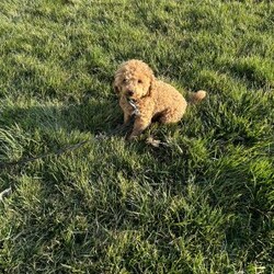 Tulip/Bich-Poo									Puppy/Female	/6 Weeks,Tulip is sweet cute and cuddly raised with lots of TLC and very well socialized.She would make outstanding family pet and loveable little companion.She will go home with a bag of food and a toy! We also do shipping