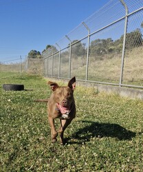 Cardinal/Staffordshire Bull Terrier / Australian Kelpie/Male/1 Year 6 Months,Hey there, I'm Cardinal! I'm a very handsome young man who is searching for my new home where I can be treated like the prince I am while I learn all there is to know about life! Daily exercise with my new family would be great and any kids in the home need to be confident around dogs. I will thrive in a home where I have plenty of choice when interacting. I don't like being overhandled and of course, adult family members will need to monitor interactions with any children for a little while when I first get home. I really enjoy having something to do! I love snuffle and licki mats, these will keep me entertained if you ever need to leave me for a short time. Also, having my toys on a rotation will help to keep me interested in them! I will need some training, so my new owner needs to be prepared to put a bit of effort into my training, partner up with a positive reinforcement trainer to gain some good skills and tips! My backyard needs to be secure with somewhere I can escape to out of the weather – speaking of – I do tend to get a little worried during thunderstorms so please keep me nice and contained safely within your home during these spooky events!  Anyway, I think that's all I need for now! I hope to start my new adventure soon! 