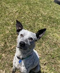 George/Australian Kelpie / Australian Cattle Dog/Male/8 Months,Hello, my name is George! I'm a handsome young man looking for my new home! I would suit an active home with owners who know a bit about working breeds, like me! I would love to be included as part of the family, spending quality time together at home as well as joining you for daily walks and adventures! I would love to meet the whole family before coming home with you, as I can be a little shy of new people. Any children in the home will need to be over 12 years of age, calm and confident around dogs. I am still young and have much to learn about this big, beautiful world. I will need ongoing positive reinforcement training and socialisation to help me be the best pup I can be! Puppy training classes where we can learn together, and I can meet lots of new friends would be perfect! Training takes time, practice and patience, along with lots of love and yummy treats which is all I will ask from you.  I know sometimes you have to go out but if you leave me with some fun toys, yum treats, fresh water bowl and a sheltered, snuggly bed in a secure area, I should be safe and happy until you come home. I would benefit from daily enrichment and interactive feeders to help keep my mind and body active. Rest is also important! A growing pup like me needs their sleep, so I can keep playing and learning! Having a nice, quiet, safe space, like my own bed or a crate, to catch some much-needed Zzz's after a big day of fun and play would be ideal! If you have any other doggies at home, please bring them in to meet me to make sure we will be best friends! If I sound like the pup for you, please come in to meet me!  -Level 2 adoption -Active home -Working breed knowledge -Must meet any dogs -Must meet all family -Dog confident children over 12 years -Ongoing positive reinforcement training