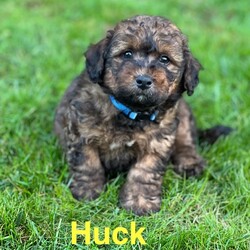 Adopt a dog:Huck/Cattle Dog/Male/Baby,Meet Huck!

Huck is an irresistibly sweet and chunky 8 week old, 6-pound Heeler/Poodle mix with a big heart. He adores everyone he meets and is always ready to share his love and affection. Whether it’s playtime or cuddle time, Huck brings joy and smiles wherever he goes. He’s searching for a forever family to shower with love and become the perfect companion.

These puppies are extremely friendly with both kids and adults and absolutely love to be picked up and snuggled. They’ve received age-appropriate vaccinations and are ready for their foster-to-adopt forever families. While they’ve been around other dogs, they haven’t been exposed to cats yet. Each puppy has its own unique personality, so come meet them and find your perfect match! If you are interested in one of these sweet puppies, please submit an adoption application through the link below.

https://lebanonhumane.org/dog-adoption-application/

We require foster-to-adopters to bring their puppy back for scheduled booster vaccine appointments as well as the spay/neuter surgery once they are of age.

Disclaimer: These adorable pups currently reside in a temporary foster home, and are not viewable at the shelter until their meet and greet.

Join us for a meet-and-greet this Sunday, October 27th from 2-4 PM at the shelter! Don’t miss the chance to play and cuddle with these adorable pups!